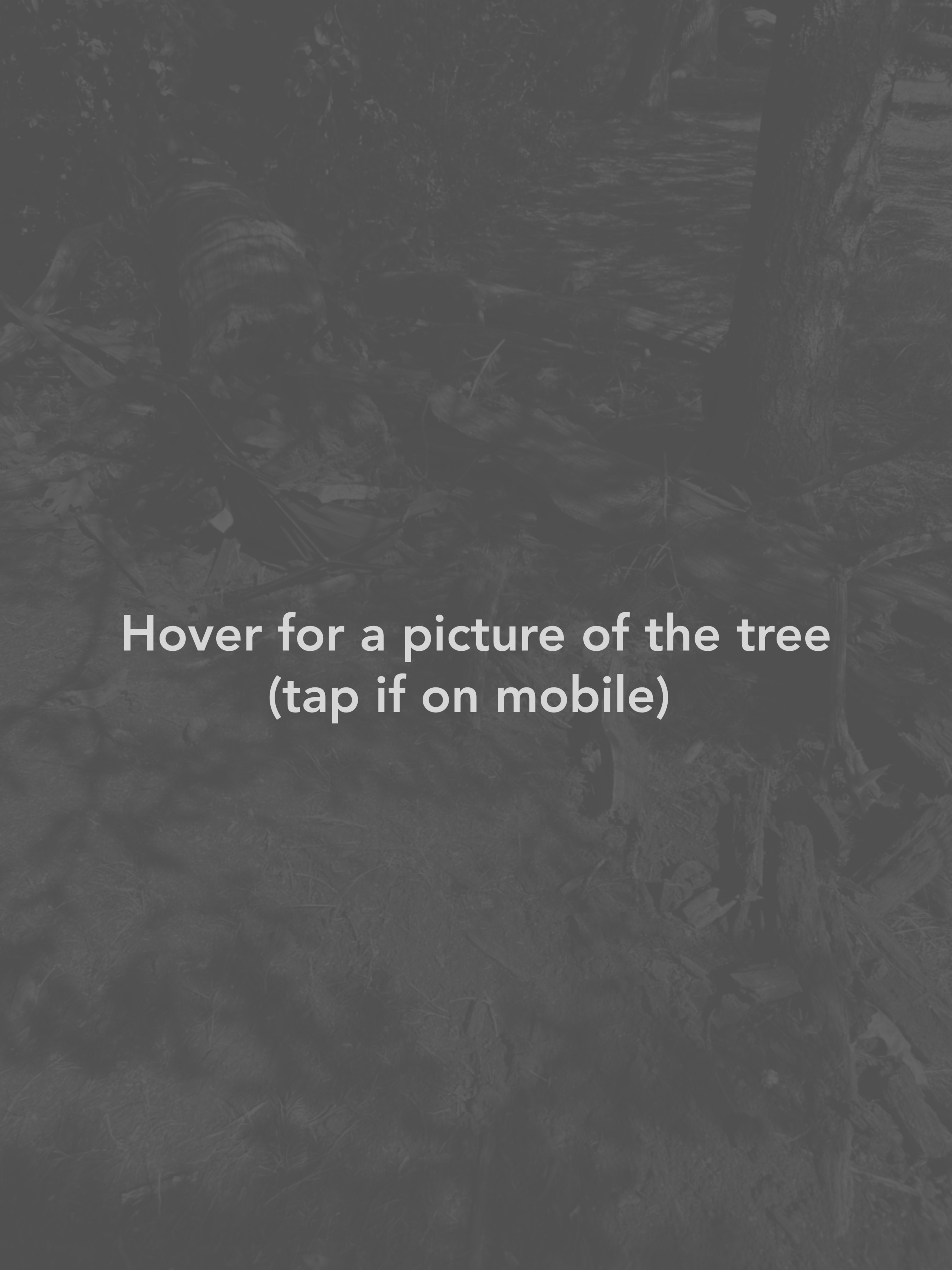A faded and monocolored image that is the image described next but filtered for folks who many not want to see it or have it described. White text reads hover for a picture of the tree (tap if on mobile)
